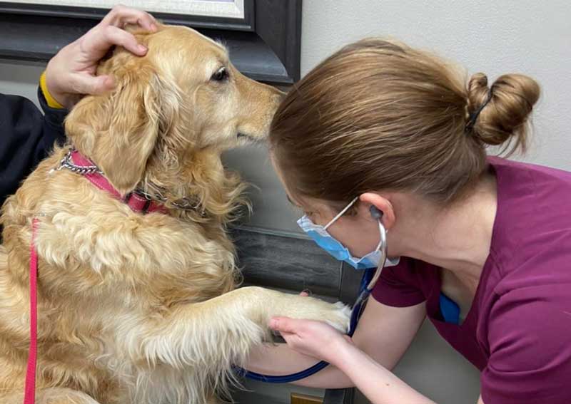 Dog Veterinary Exams