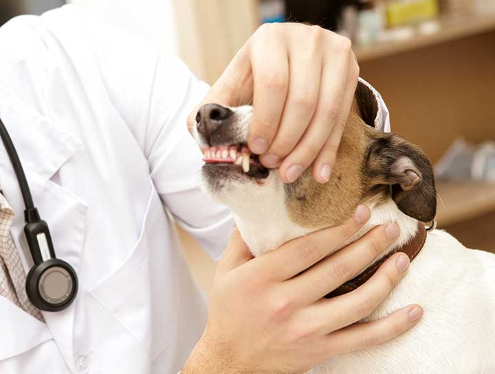 Indianapolis Pet Dentist